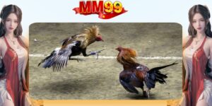 Đá Gà MM99 | Xem Trực Tuyến Và Đặt Cược An Toàn - eagle96.lol