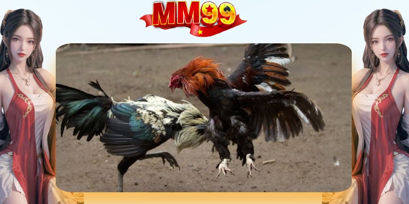 Đá Gà Campuchia - Trò Chơi Hấp Dẫn, Khó Cưỡng Nhất 2026 - eagle96.lol