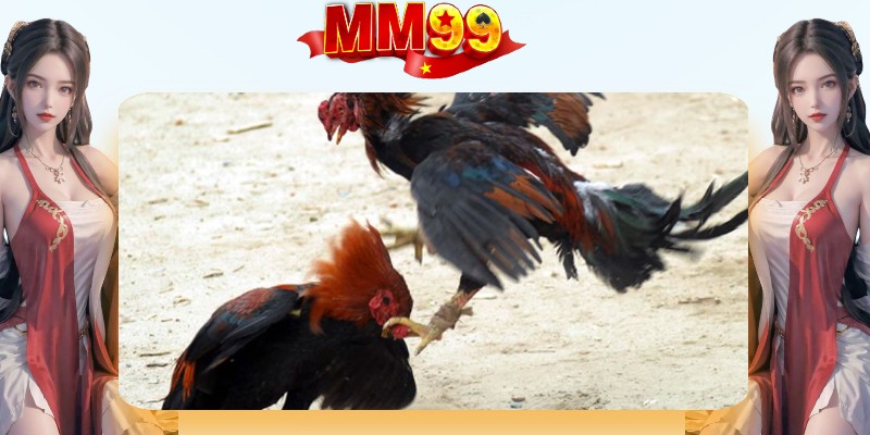Đá Gà Campuchia - Trò Chơi Hấp Dẫn, Khó Cưỡng Nhất 2026 - eagle96.lol
