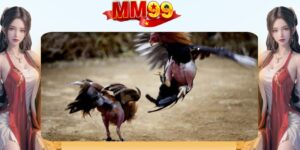 Đá Gà MM99 | Xem Trực Tuyến Và Đặt Cược An Toàn - eagle96.lol