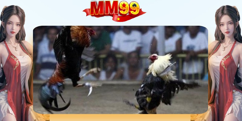 Đá Gà Cựa Dao MM99? Kinh Nghiệm Soi Kèo Thắng Lớn - eagle96.lol
