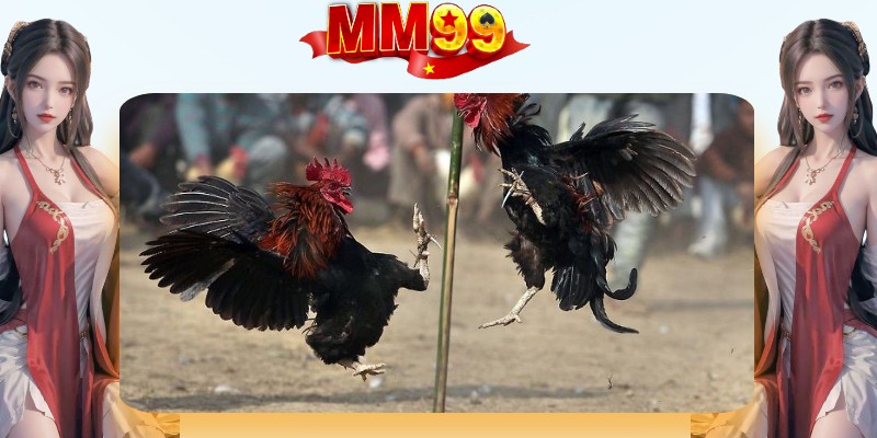 Đá Gà Cựa Dao MM99? Kinh Nghiệm Soi Kèo Thắng Lớn - eagle96.lol