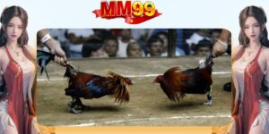 Đá Gà MM99 | Xem Trực Tuyến Và Đặt Cược An Toàn - eagle96.lol