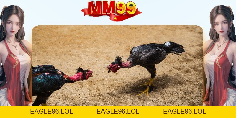Đá Gà Cựa Sắt - Bí Quyết Chọn Gà Chiến Từ Cao Thủ 2026 - eagle96.lol Đá Gà Cựa Sắt - Bí Quyết Chọn Gà Chiến Từ Cao Thủ 2026 - eagle96.lol