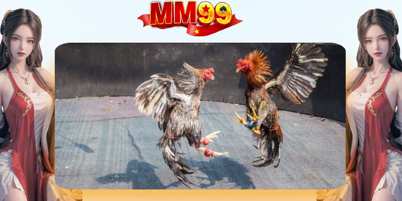 Đá Gà Cựa Sắt - Bí Quyết Chọn Gà Chiến Từ Cao Thủ 2026 - eagle96.lol Đá Gà Cựa Sắt - Bí Quyết Chọn Gà Chiến Từ Cao Thủ 2026 - eagle96.lol