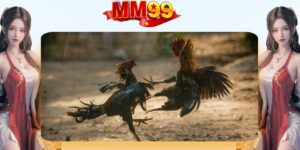 Đá Gà MM99 | Xem Trực Tuyến Và Đặt Cược An Toàn - eagle96.lol