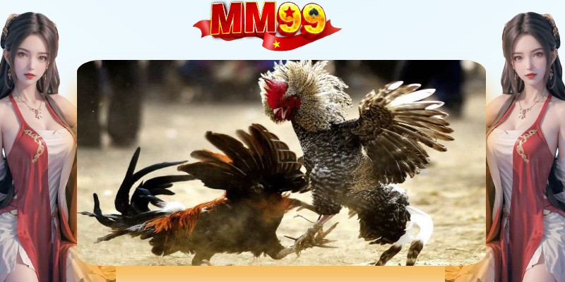 Đá Gà Thomo - Xem Trực Tiếp Đá Gà CPC1 CPC2 - eagle96.lol Đá Gà Thomo - Xem Trực Tiếp Đá Gà CPC1 CPC2 - eagle96.lol