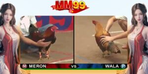 Đá Gà MM99 | Xem Trực Tuyến Và Đặt Cược An Toàn - eagle96.lol