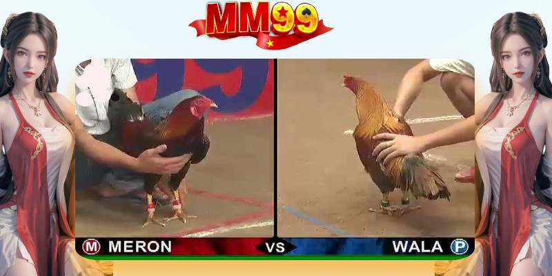 Đá Gà Trực Tuyến - Đặt Cược Và Xem Live Đỉnh Cao Tại MM99 - eagle96.lol Đá Gà Trực Tuyến - Đặt Cược Và Xem Live Đỉnh Cao Tại MM99 - eagle96.lol
