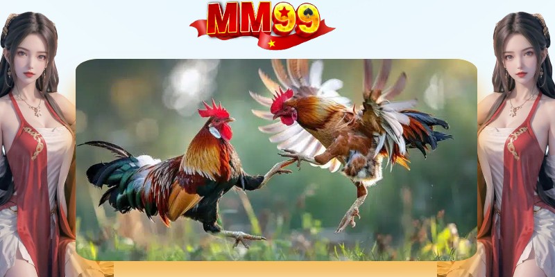 Đá Gà MM99 | Xem Trực Tuyến Và Đặt Cược An Toàn - eagle96.lol